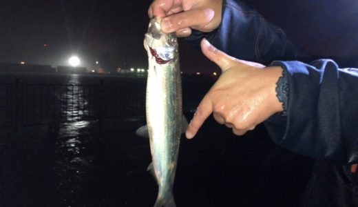 数の子はあるのか？【大型ニシンが爆釣！】夜の石狩樽川埠頭で釣りまくり。